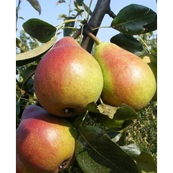 Clapp kedveltje körte PYRUS COMMUNIS CLAPP KEDVELTJE SZGY