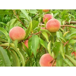 Dixired őszibarack PRUNUS PERSICA DIXIRED K10