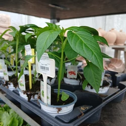 Paprika palánta CAPSICUM ANNUM PALÁNTA CS9
