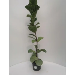 Lantlevelű fikusz FICUS LYRATA K50