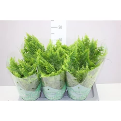 Szobapáfrány NEPHROLEPIS GREEN MOMENT CS17