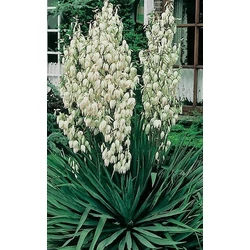 Fürtös pálmaliliom   YUCCA FILAMENTOSA CS17