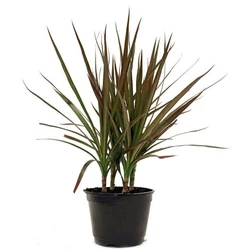 Tarka dracéna DRACAENA MARGINATA 1 TÖRZSES CS27