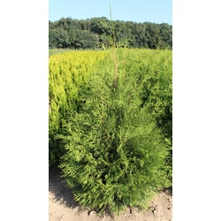 Brabant tuja THUJA OCCIDENTALIS BRABANT 125/150*