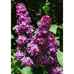 Közönséges orgona   SYRINGA VULGARIS ANDENKEN AN LUDWIG SPÄTH MT K10