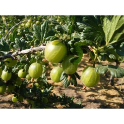 Pallagi óriás köszméte RIBES UVA-CRISPA PALLAGI ÓRIÁS MT SZGY