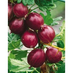 Piros ízletes köszméte RIBES UVA-CRISPA PIROS ÍZLETES MT SZGY