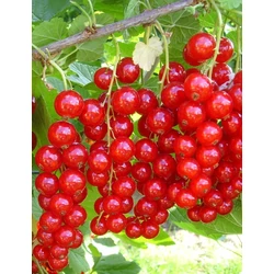 Jonkheer van Tets piros ribiszke RIBES RUBRUM JONKHEER VAN TETS BOKOR SZGY