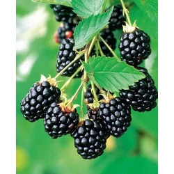 Thornfree tüskétlen szeder RUBUS FRUTICOSA THORNFREE SZGY