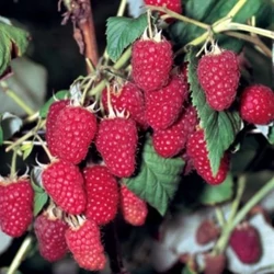 Autumn Bliss málna RUBUS IDAEUS AUTUMN BLISS SZGY