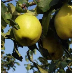 Bereczki birs Cydonia oblonga