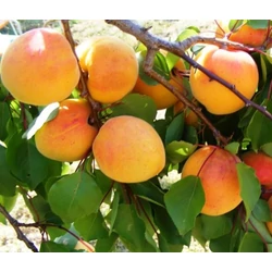 Pannónia kajszi PRUNUS ARMENIACA PANNÓNIA SZGY