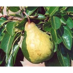 Packham's Triumph körte Pyrus communis