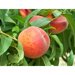 Early Redhaven őszibarack PRUNUS PERSICA EARLY REDHAVEN SZGY