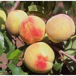 Ford őszibarack Prunus persica