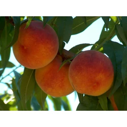 Suncrest őszibarack PRUNUS PERSICA SUNCREST SZGY