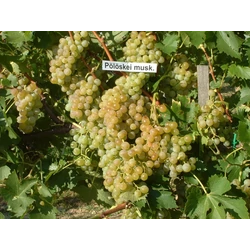 Pölöskei Muskotály csemegeszőlő VITIS VINIFERA PÖLÖSKEI MUSKOTÁLY R (CSEMEGE) SZGY