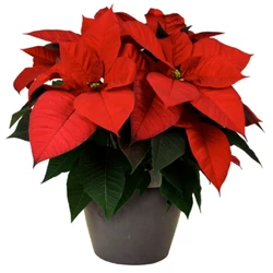 Mikulásvirág EUPHORBIA PULCHERRIMA CS10,5