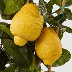 Óriás citrom  CITRUS CEDRO MAXIMA T1/4 70/80 K5 (CITROMSÁRGA CSERÉP)