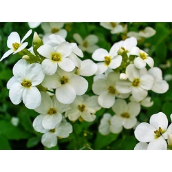 Kaukázusi ikravirág ARABIS CAUCASICA CS13 CS13    