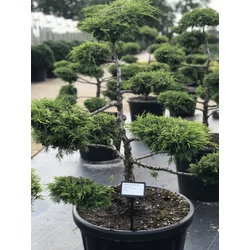 Arany boróka bonsai  JUNIPERUS MEDIA OLD GOLD BONSAI 80/100 K80