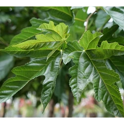 Platánlevelű eperfa MORUS ALBA PLATANIFOLIA 25/30 K280