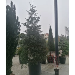 Andalúziai jegenyefenyő ABIES PINSAPO 200/+ K210