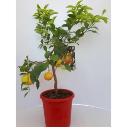 Grapefruit piros húsúCITRUS POMPELMO ROSSO T1/4 70/80CM K5 (NARANCSSÁRGA CSERÉP)