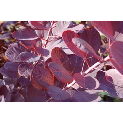 Bíbor cserszömörce   COTINUS COGGYGRIA ROYAL PURPLE K5