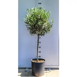 Olajfa   OLEA EUROPAEA T110 K10