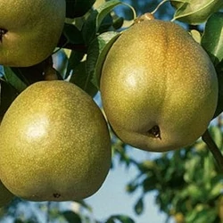 Téli esperes körte PYRUS COMMUNIS TÉLI ESPERES K10-12