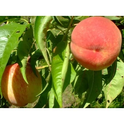 Michelini őszibarack PRUNUS PERSICA MICHELINI K10-12