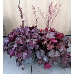 Tűzeső HEUCHERA MIX K1,5