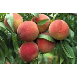 Elberta őszibarack PRUNUS PERSICA ELBERTA SZGY