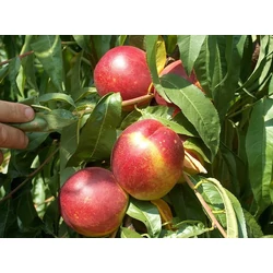 Vénusz nektarin PRUNUS PERSICA NUCIPERSICA VÉNUSZ SZGY