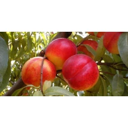 Fantasia nektarin PRUNUS PERSICA NUCIPERSICA FANTASIA SZGY