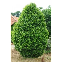 Oszlopos törpegyertyán   CARPINUS BETULUS MONUMENTALIS 250/+ K280