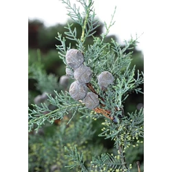 Oszlopos, kék arizoniai ciprus CUPRESSUS ARIZONICA FASTIGIATA GÖMB 50/60 K45