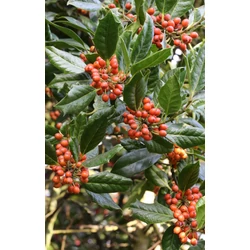 Közönséges magyal   ILEX MUTCHAGARA NELLIE R. STEVENS KÚP 225/250 K90