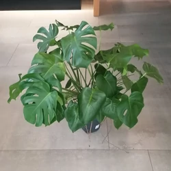 Könnyezőpálma MONSTERA DELICIOSA CS24  