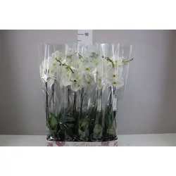 Lepkeorchidea PHALAENOPSIS 1-2ÁGAS CS12