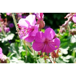 Illatos gólyaorr GERANIUM PHILIPPE VAPELLE CS14