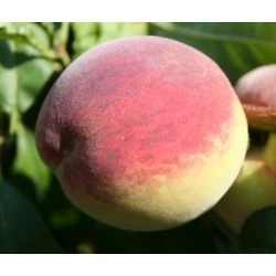 Incrocio Pieri őszibarack PRUNUS PERSICA INCROCIO PIERI SZGY