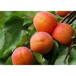 Rakovszky kajszi PRUNUS ARMENIACA RAKOVSZKY SZGY