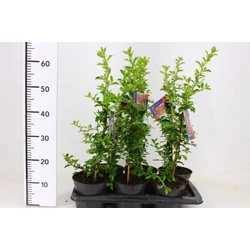 Tűztövis PYRACANTHA COCCINEA ORANGE GLOW K2