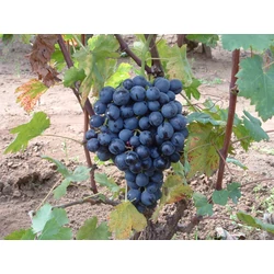 Melinda csemegeszőlő VITIS VINIFERA MELINDA (KÜLÖNLEGES CSEMEGE) SZGY