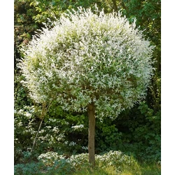 Tarkalevelű japán fűz  SALIX INTEGRA HAKURO-NISHIKI T80 K3