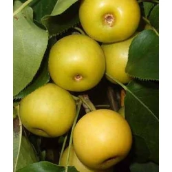 Nijisseiki körte PYRUS PYRIFOLIA NIJISSEIKI SZGY