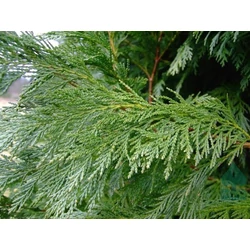 Leyland ciprus   CUPRESSOCYPARIS LEYLANDII 3 GÖMB 150/160 K25