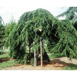 Csüngő himalájai cédrus  CEDRUS DEODARA PENDULA T200 20/25 K180